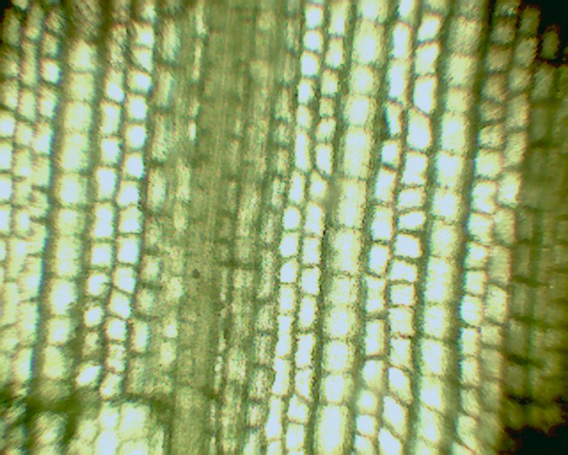 La mia prima foto in microscopia: PIETA''